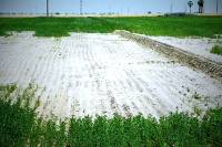 Revista PRODUCCION: Descubren cómo la alfalfa sobrevive al estrés salino