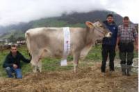 Revista PRODUCCION: Mundo lacteo: Desde Suiza, la raza Brown Swiss para producción de leche.
