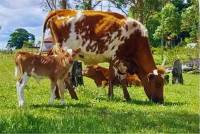 Revista PRODUCCION: Bovino Criollo, entre las razas con resistencia natural a la garrapata