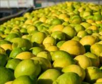 Revista PRODUCCION: Tucumán ya exportó el 50% de limones previsto