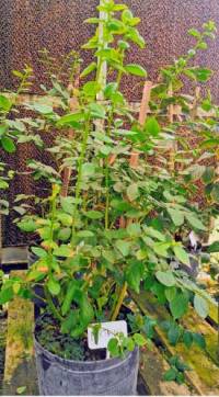 Revista PRODUCCION: La Eeaoc optimiza protocolos de micropropagación para producir plantines de arándano de alta calidad