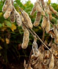 Revista PRODUCCION: Campaña gruesa: el Niño obliga a ajustar el manejo de los lotes