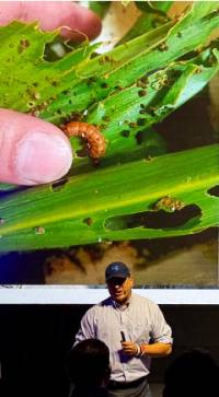 Revista PRODUCCION: Gusano Cogollero,  un “clásico” de la agricultura que continúa desafiando a los hombres de campo. 