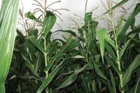 Revista PRODUCCION: impacto de la desgravación a los fertilizantes de maíz