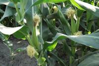Revista PRODUCCION: La producción de maíz se reduciría un 36% y la de soja un 10%