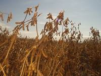Revista PRODUCCION: La producción de maíz se reduciría un 36% y la de soja un 10%
