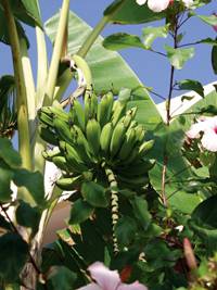 Revista PRODUCCION: Panorama de la producción de bananas en el NOA