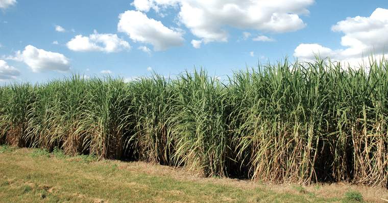 Revista PRODUCCION: Más ingenios azucareros se suman a la producción de bioetanol