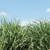 Revista PRODUCCION: Más ingenios azucareros se suman a la producción de bioetanol