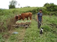 Revista PRODUCCION: Fortalecen el trabajo de agricultores familiares en Tafí Viejo