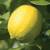 Revista PRODUCCION: El reingreso del limón a Estados Unidos está muy cerca