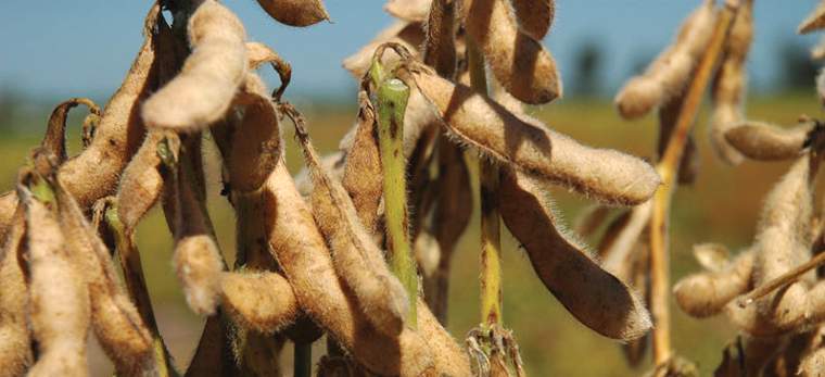 Revista PRODUCCION: En Santiago del Estero, la soja seguirá mandando