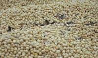 Revista PRODUCCION: El Gobierno recorta su estimación de soja