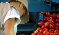 Revista PRODUCCION: En frutas y hortalizas también se puede agregar valor